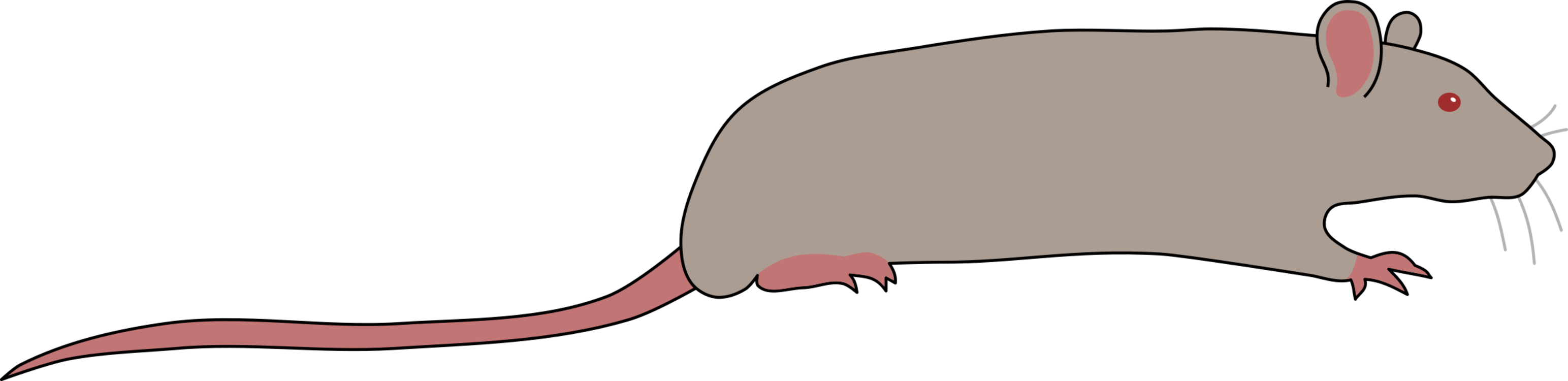 Snout,Muridae,Neck