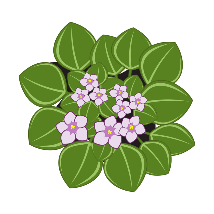 Plant,Flora,Lilac