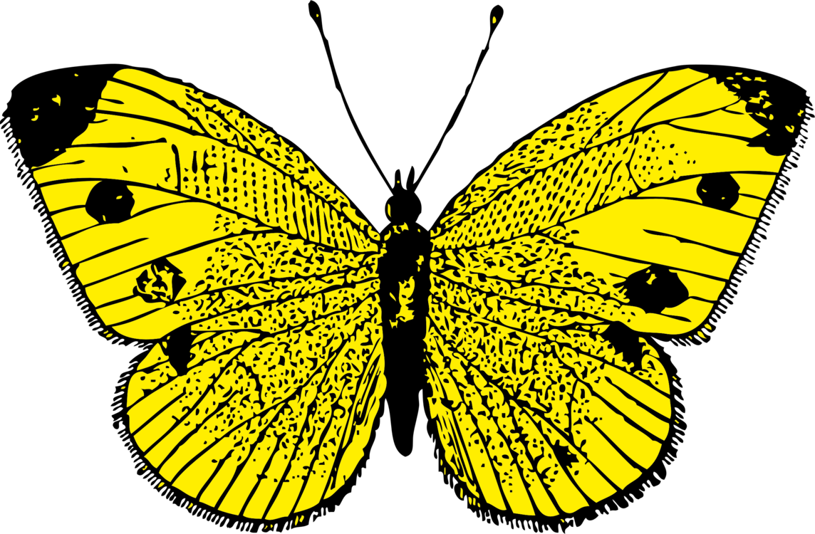 Butterfly,Monochrome Photography,Symmetry