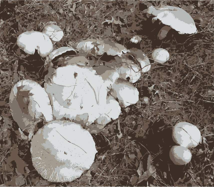 Soil,Mushroom,Monochrome Photography