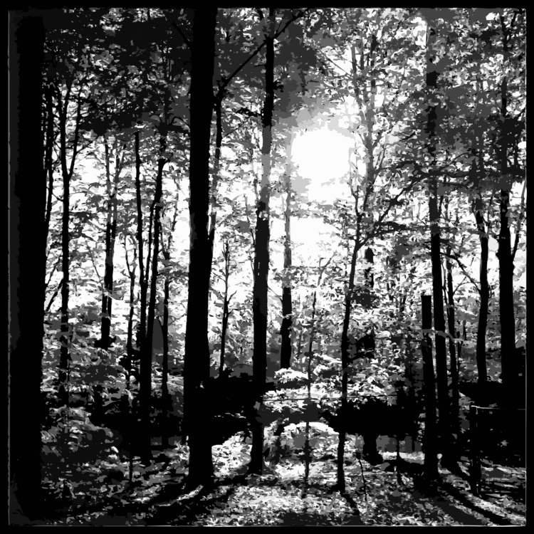 Atmosphere,Temperate Broadleaf And Mixed Forest,Monochrome Photography