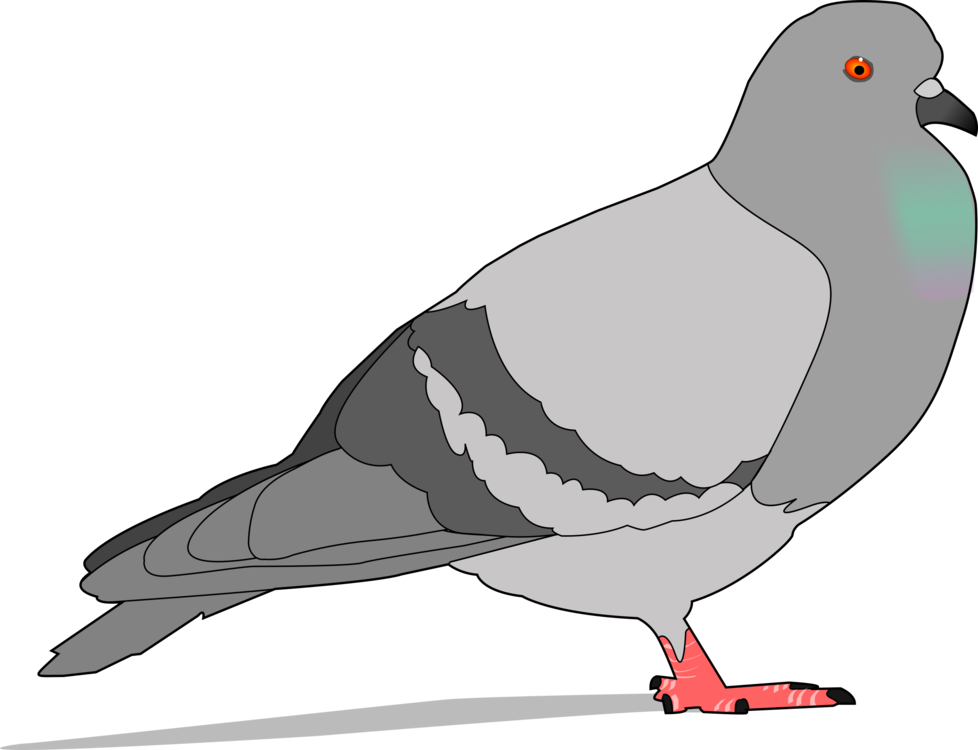 Charadriiformes,Stock Dove,Bird
