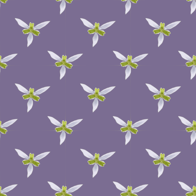 Petal,Flower,Lilac