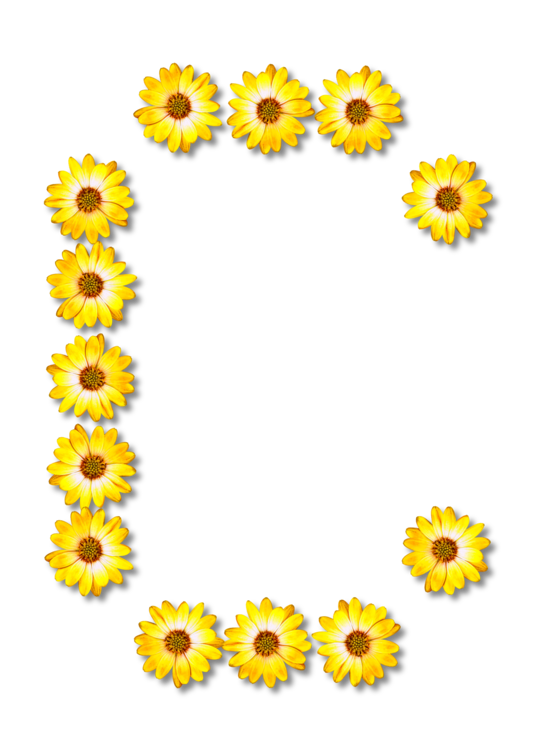 Sunflower Seed,Flower,Sunflower