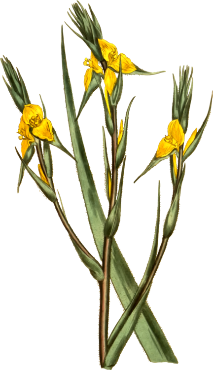 Plant,Flora,Yellow