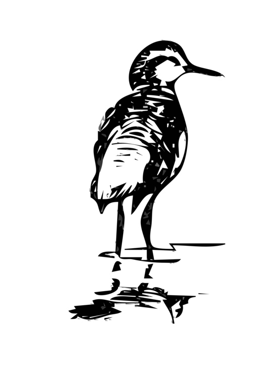 Flightless Bird,Water Bird,Line Art