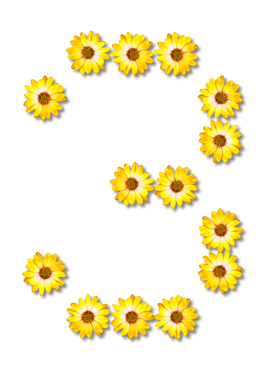 Sunflower Seed,Chrysanths,Flower