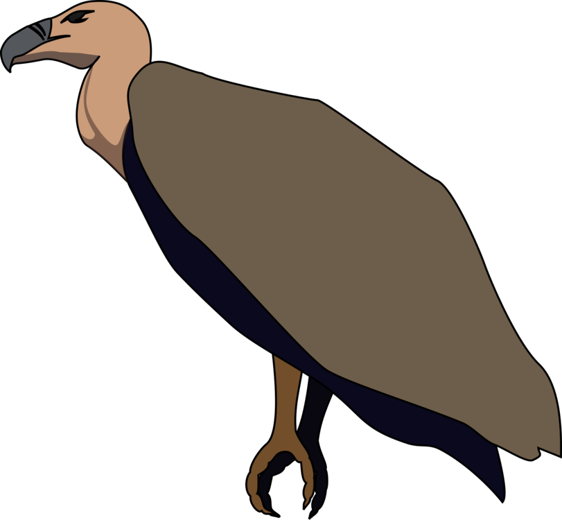 Bird Of Prey,Wildlife,Seabird