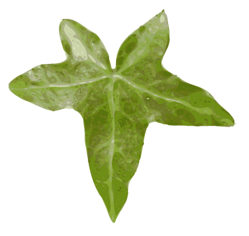 Ivy Family,Plant,Leaf