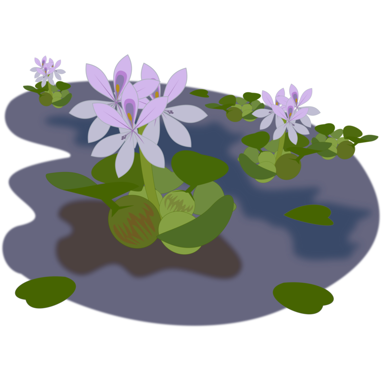 Plant,Flower,Lilac