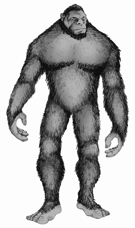 Neanderthal,Fur,Primate
