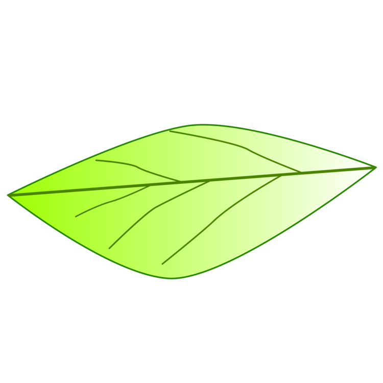Plant,Leaf,Green