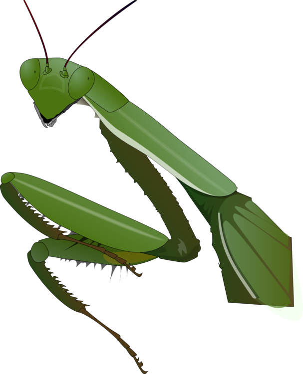 Mantis,Invertebrate,Arthropod