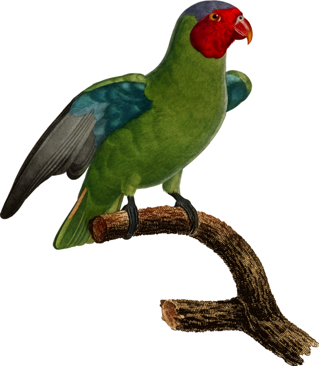 Macaw,Parrot,Lorikeet