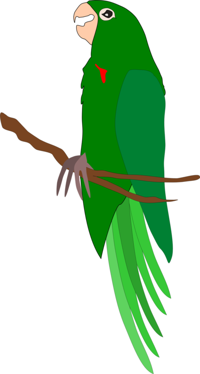 Feather,Macaw,Branch