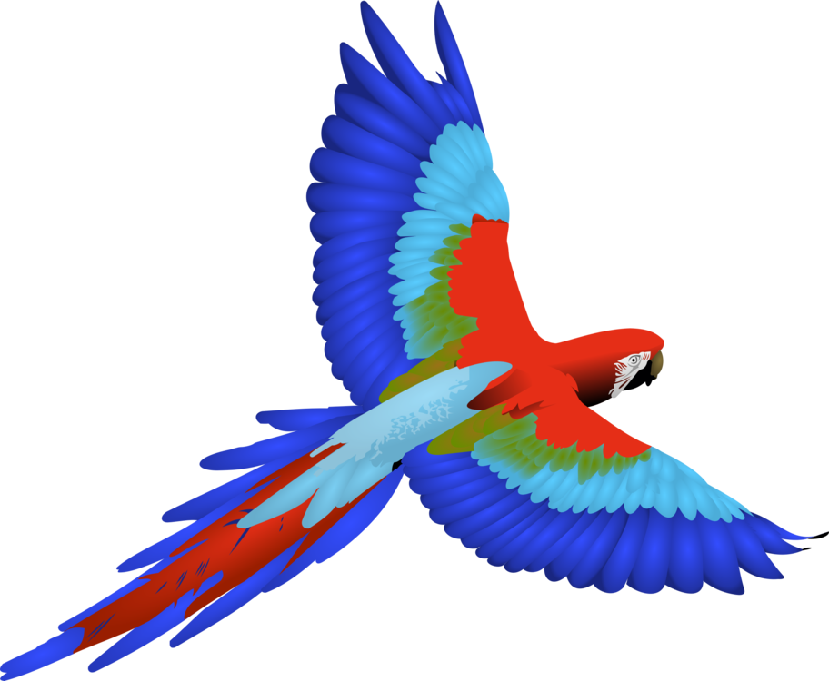 Macaw,Parrot,Vertebrate