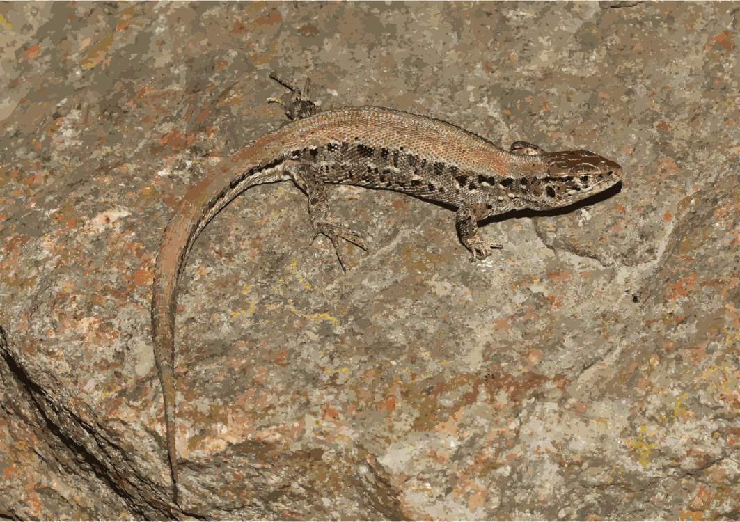 Salamandridae,Reptile,Wildlife