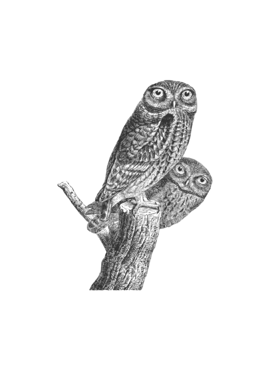 Owl,Drawing,Bird Of Prey
