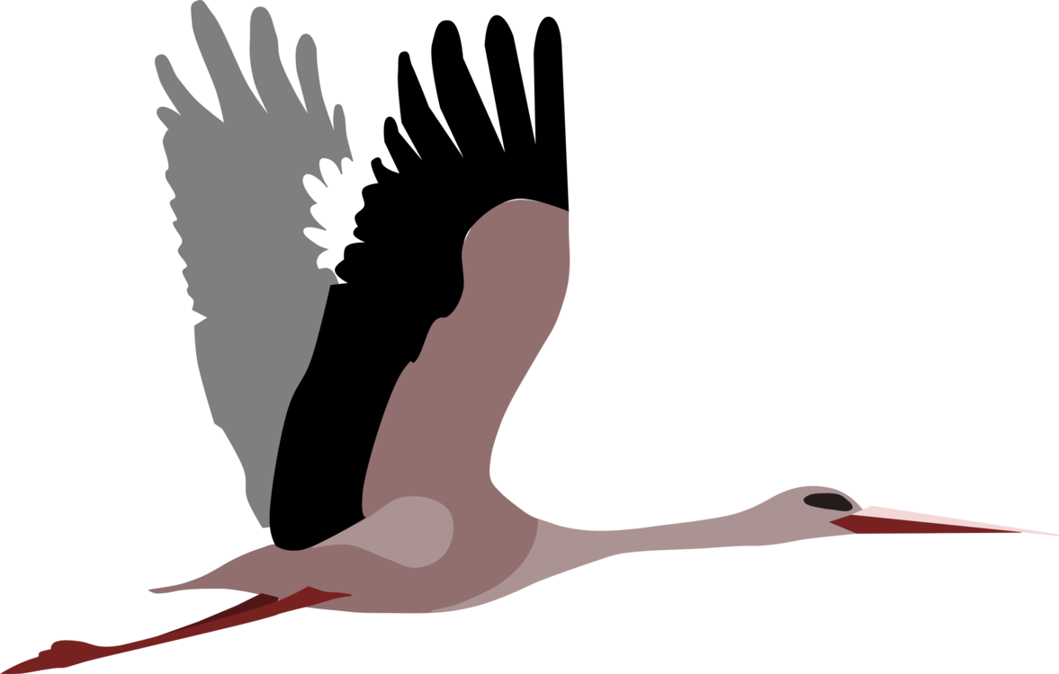 Seabird,Water Bird,Ciconiiformes