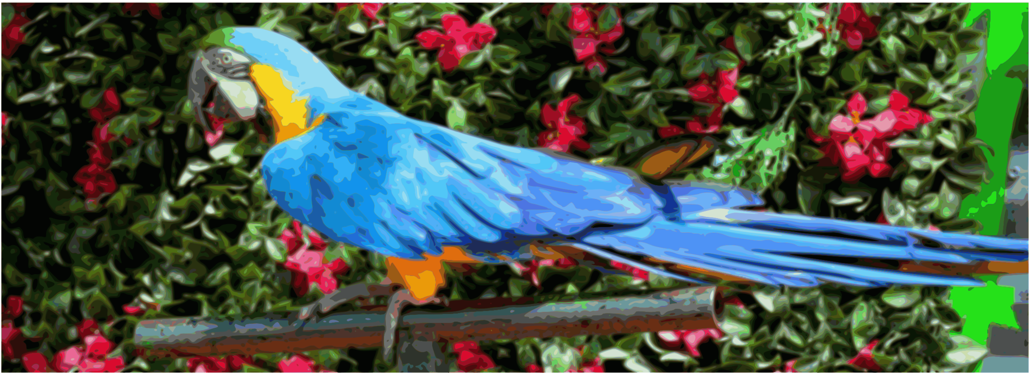 Macaw,Parrot,Beak