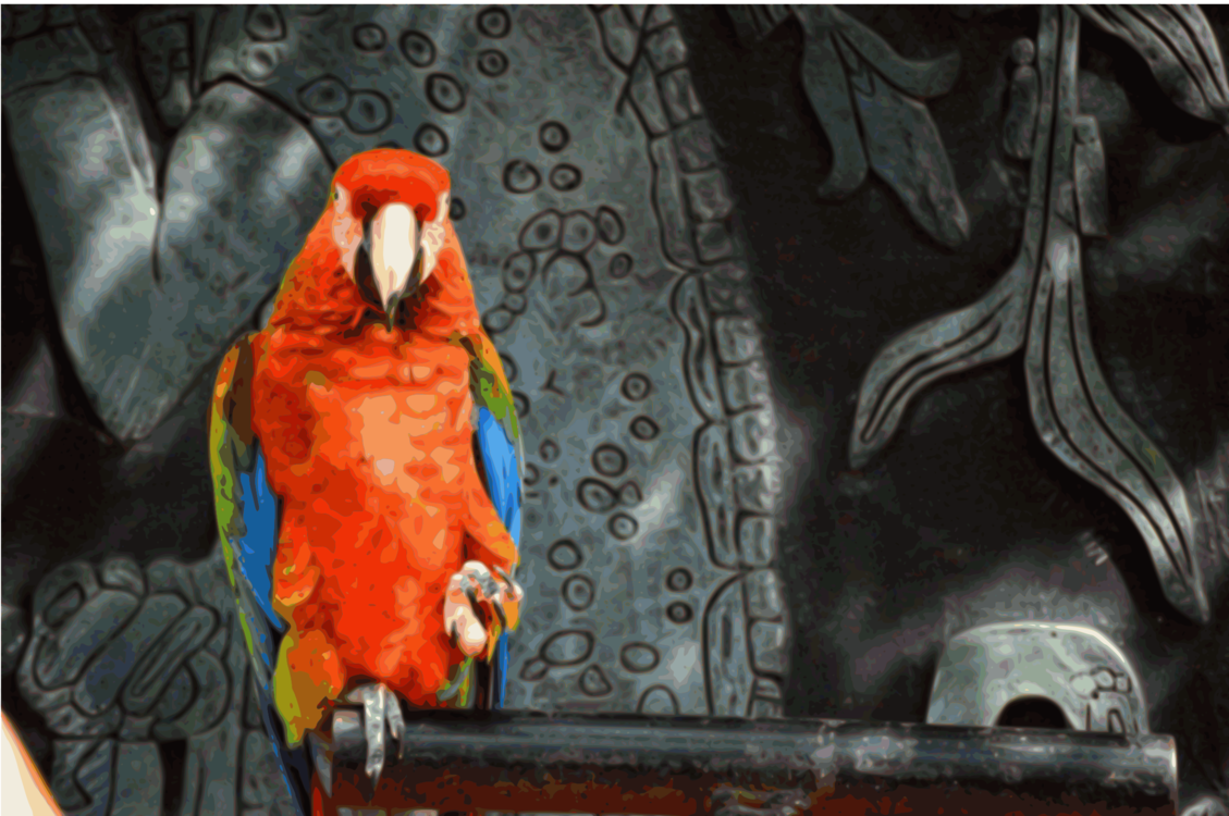 Art,Parrot,Beak