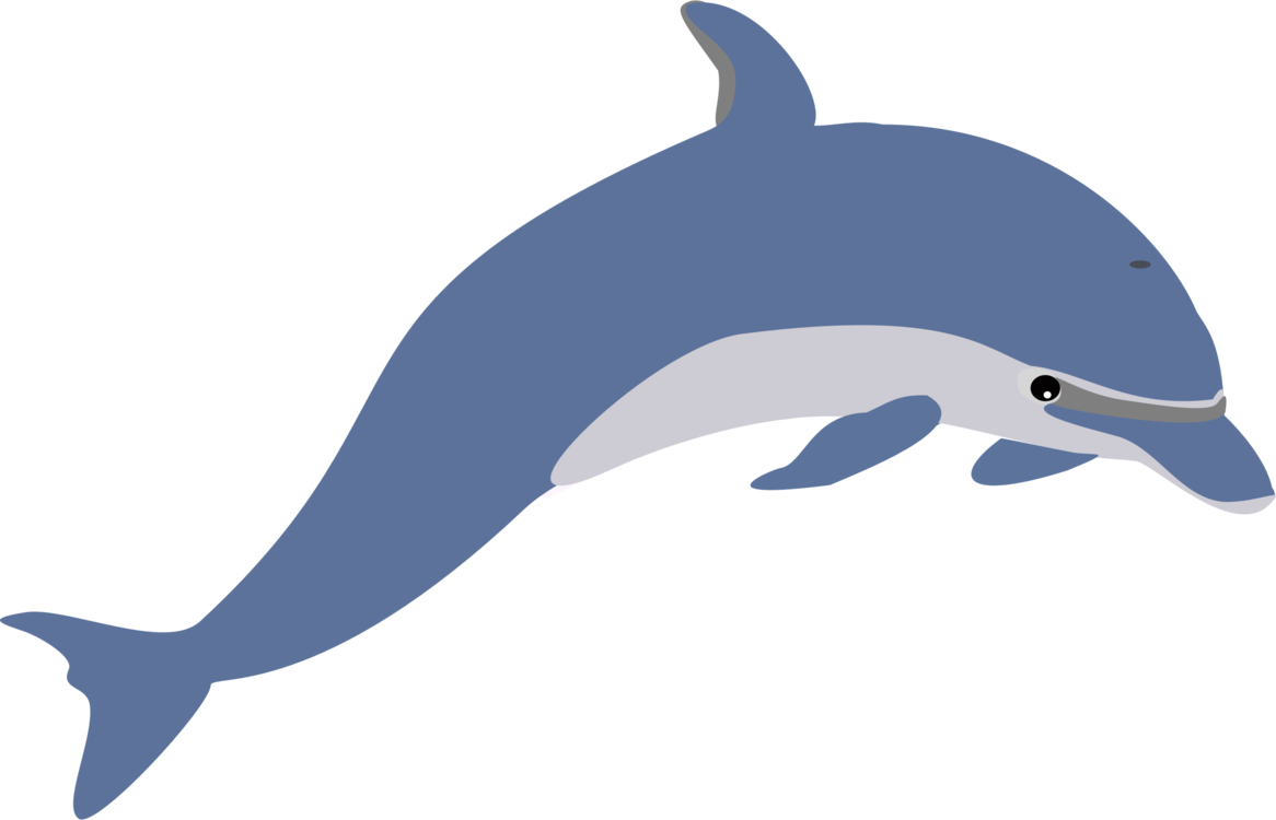 Wholphin,Wildlife,Marine Biology