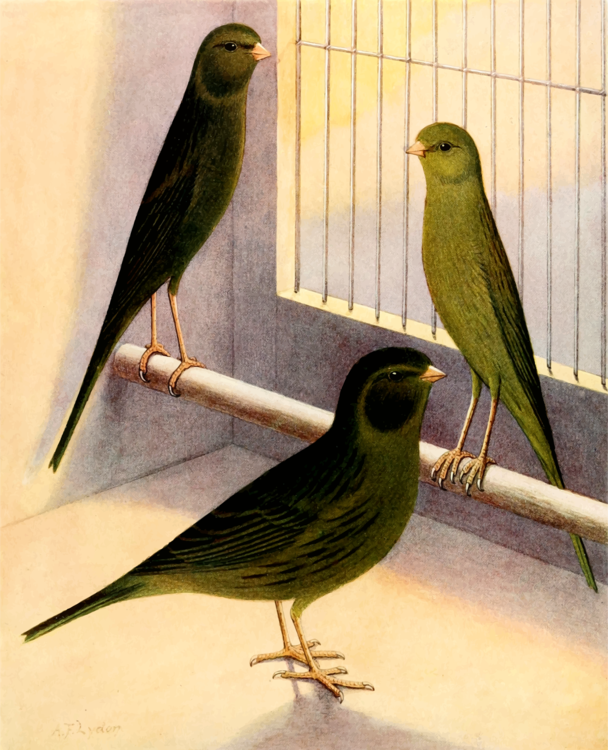 Perching Bird,Atlantic Canary,Songbird