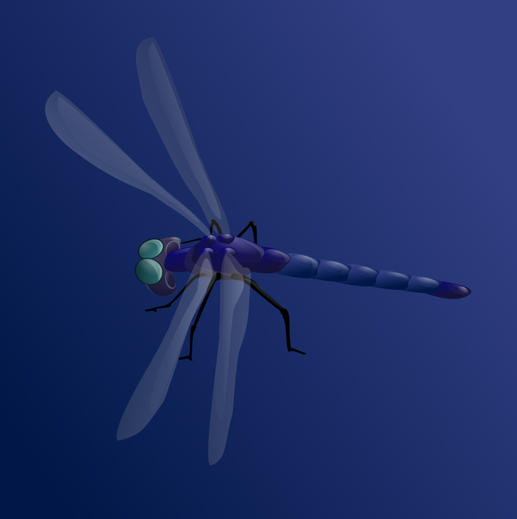 Fly,Dragonfly,Arthropod