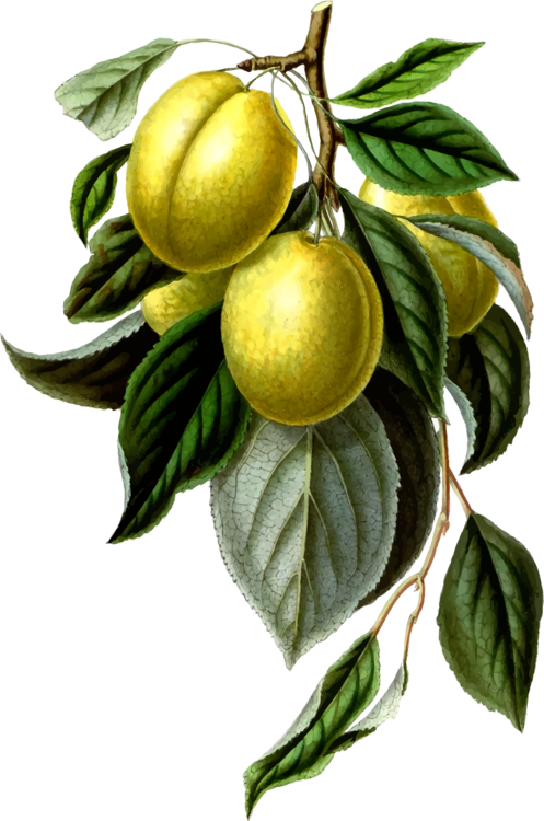 Bitter Orange,Plant,Lemon