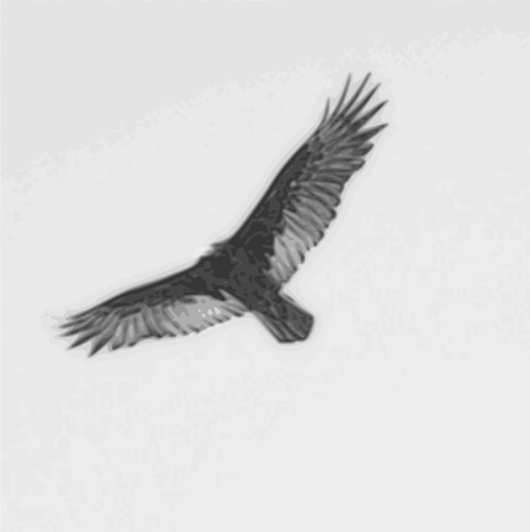 Eagle,Bald Eagle,Monochrome Photography