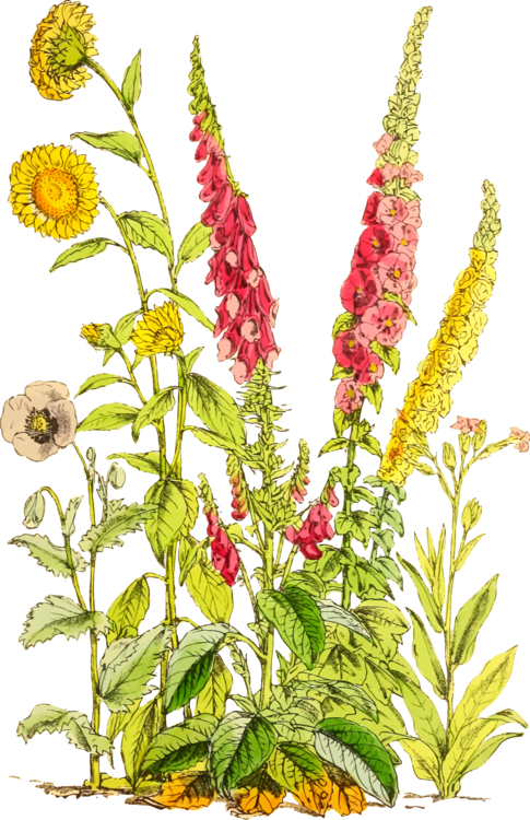 Plant,Flower,Woolflowers And Cockscombs