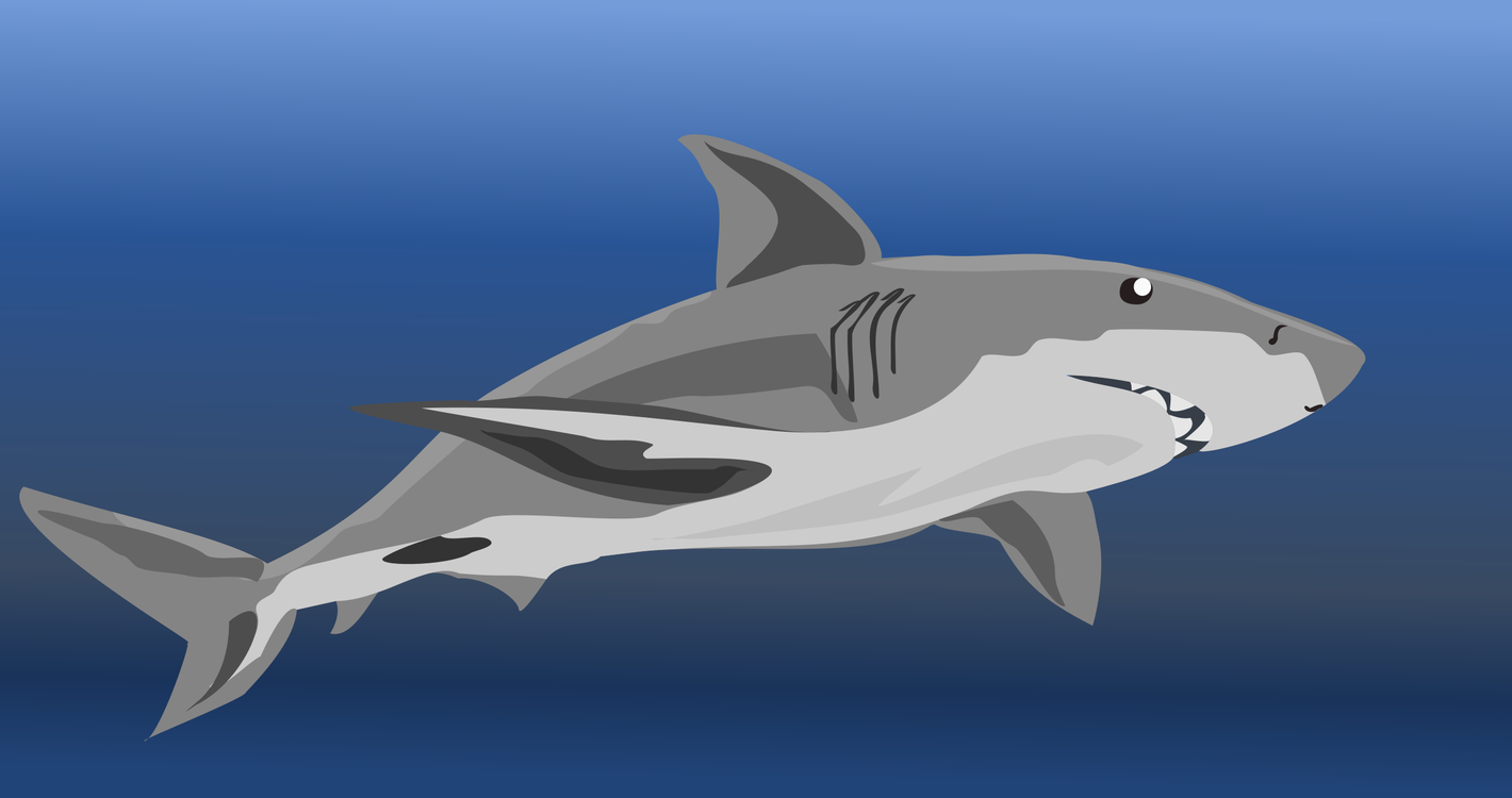 Marine Biology,Shark,Carcharhiniformes