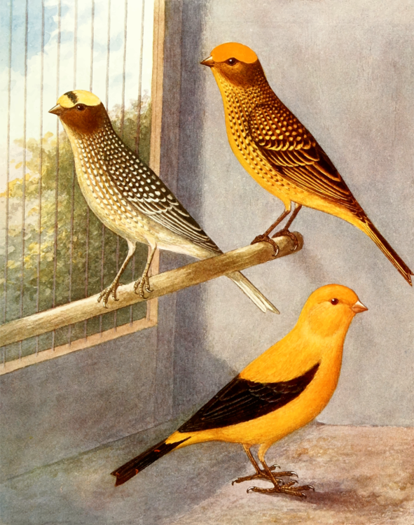 Perching Bird,Sparrow,Beak