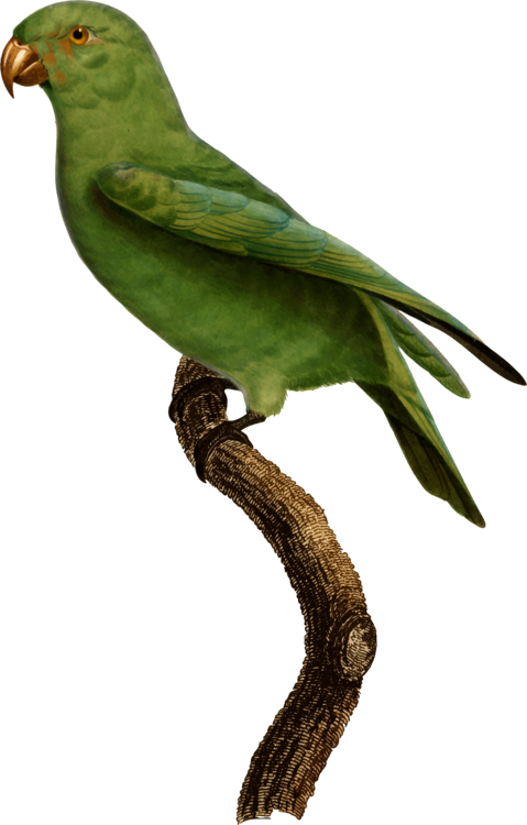 Parrot,Cuculiformes,Wing