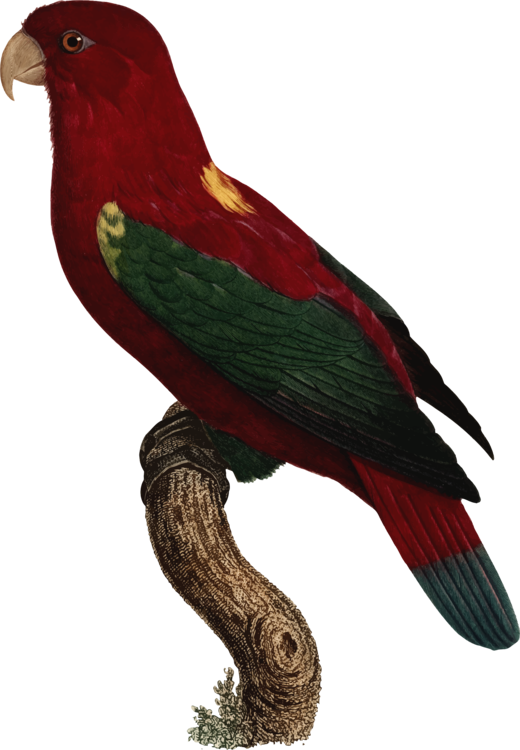 Macaw,Parrot,Beak