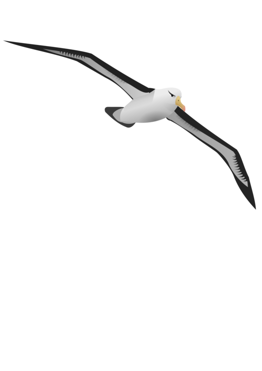 Albatross,Bird,Charadriiformes