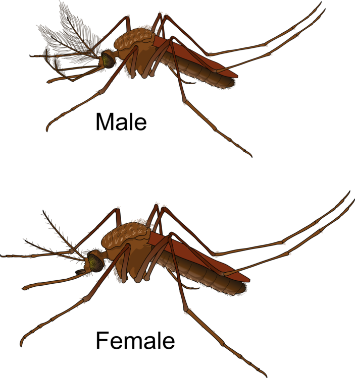 Fly,Ant,Invertebrate