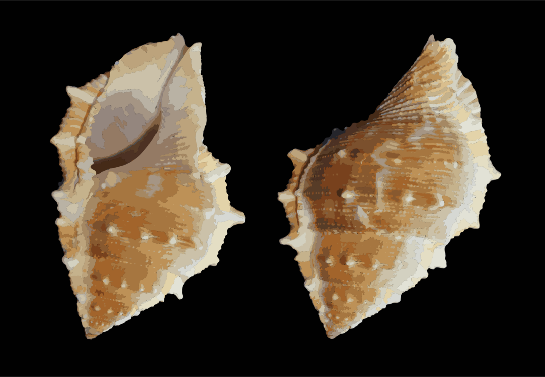Shankha,Conch,Seashell