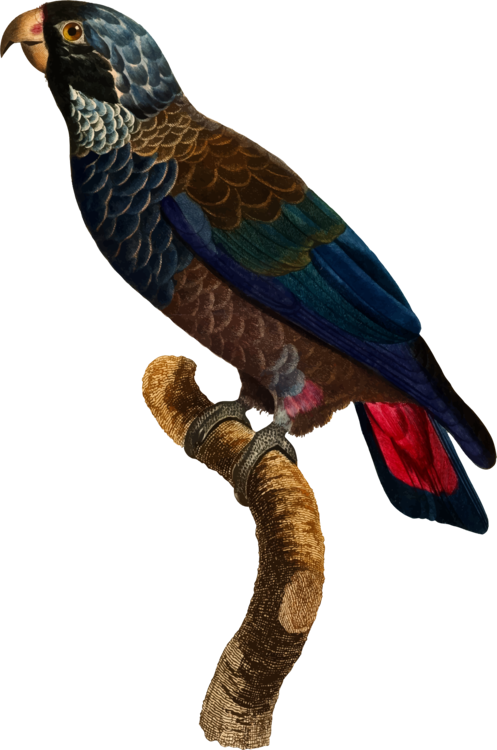 Parrot,Bird,Bird Of Prey