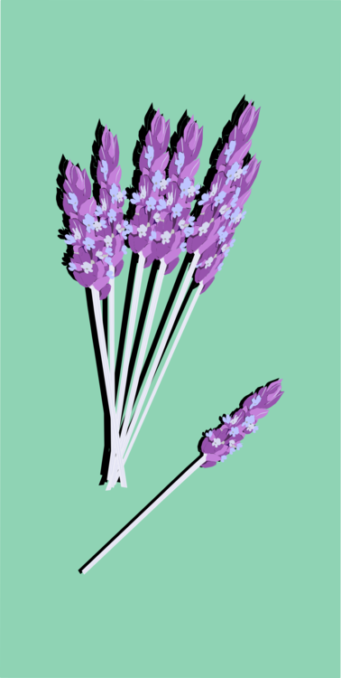 Plant,Flower,English Lavender