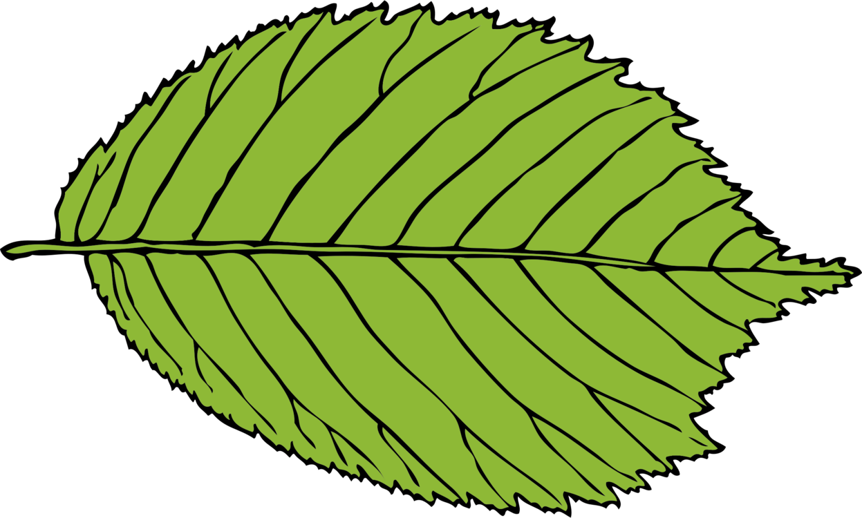Plant,Leaf,Symmetry