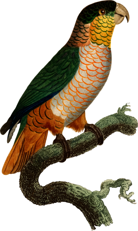 Parrot,Bird,Bird Of Prey