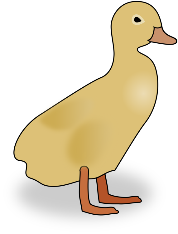 Poultry,Water Bird,Livestock