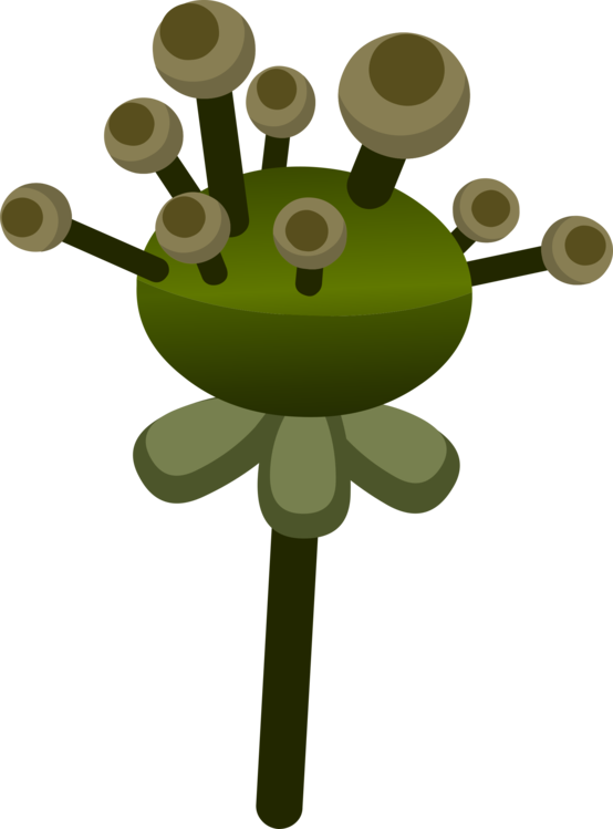 Plant,Frog,Amphibian