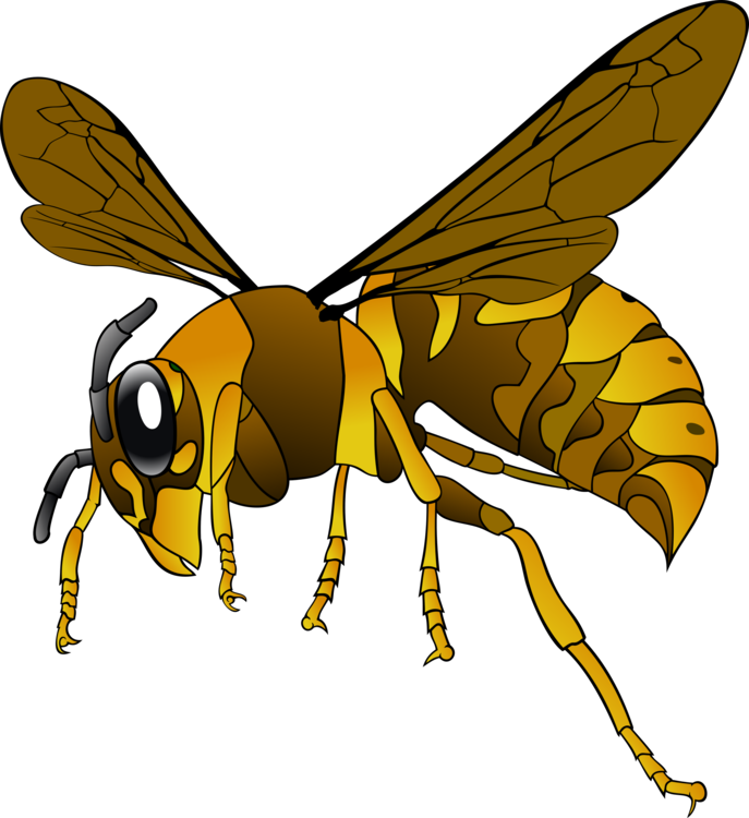 Fly,Honey Bee,Wasp
