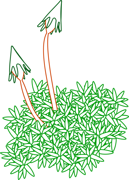 Line Art,Flora,Leaf