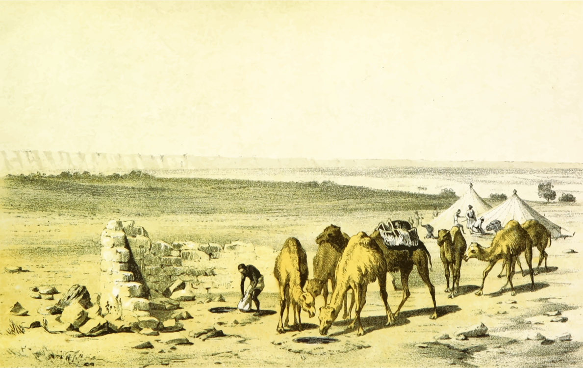 Wildlife,Camel,Ecosystem