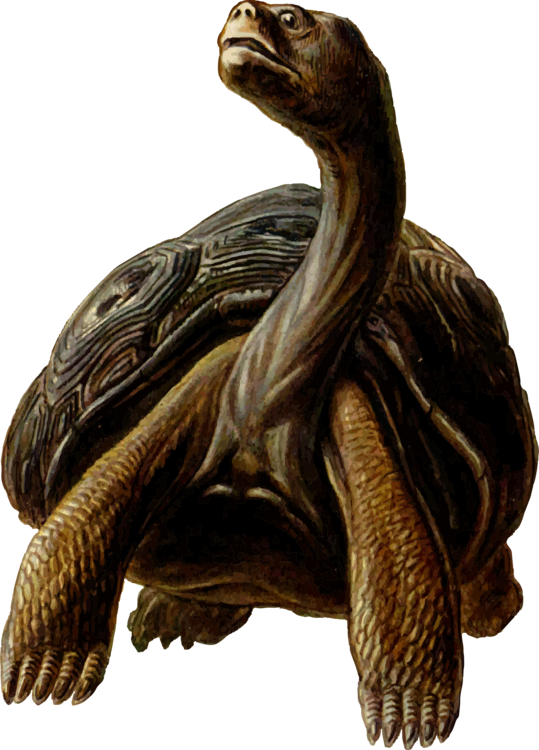 Turtle,Reptile,Tortoise