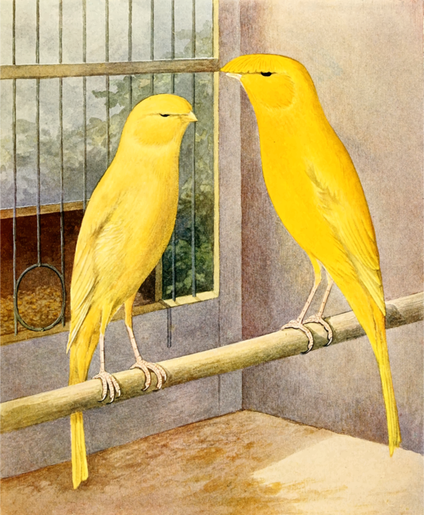 Perching Bird,Canary,Parrot
