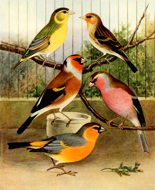 Perching Bird,Finch,Canary